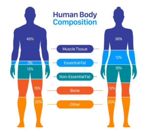 Body-Composition